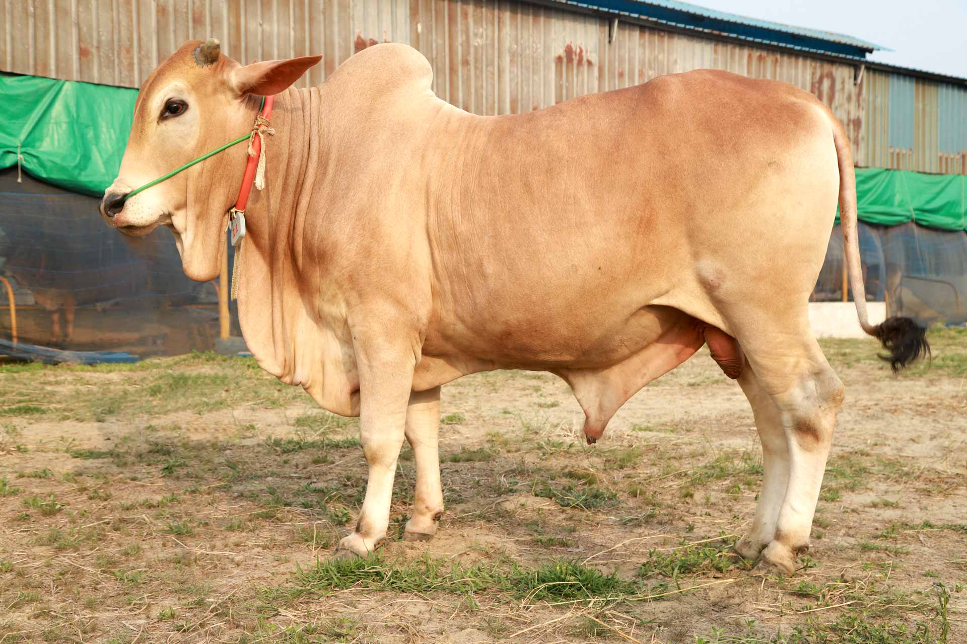 সোনালী রাজা